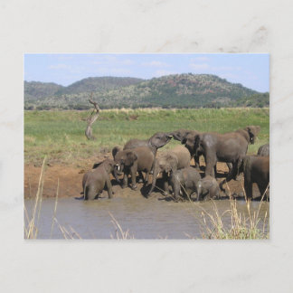 African Elephants Postcard