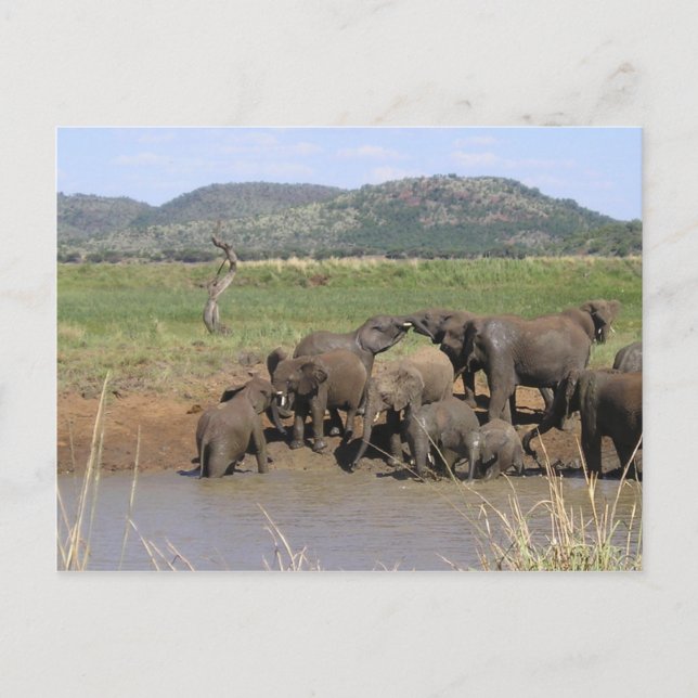 African Elephants Postcard (Front)