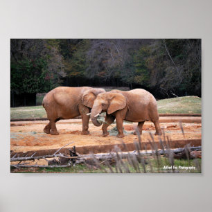 African Elephants Poster