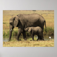 African Elephants