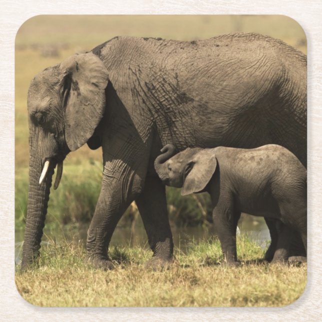 African Elephants Square Paper Coaster (Front)