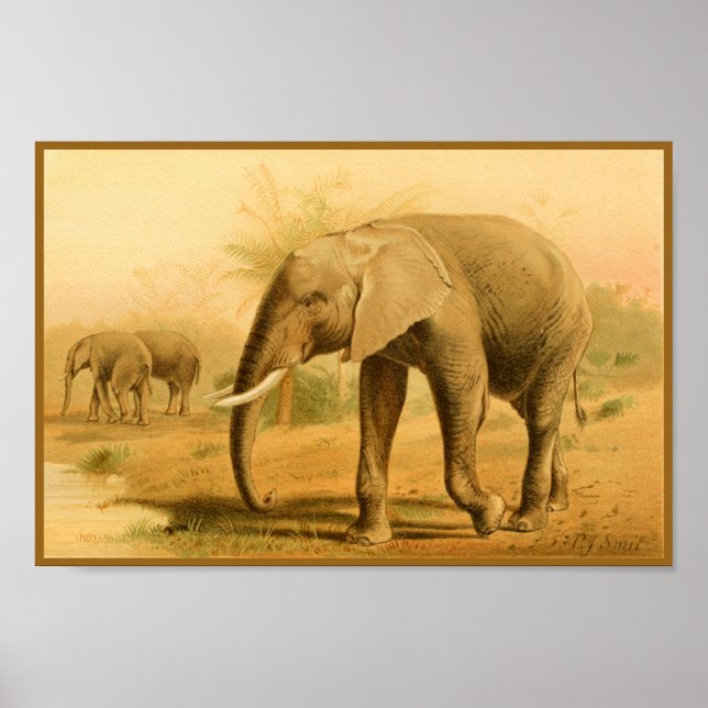 African Elephants Vintage Animal Art Print (Front)