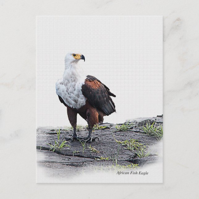 African Fish Eagle on white background Postcard (Front)