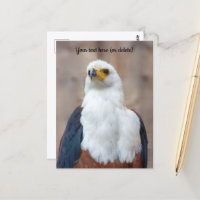 African Fish Eagle Postcard