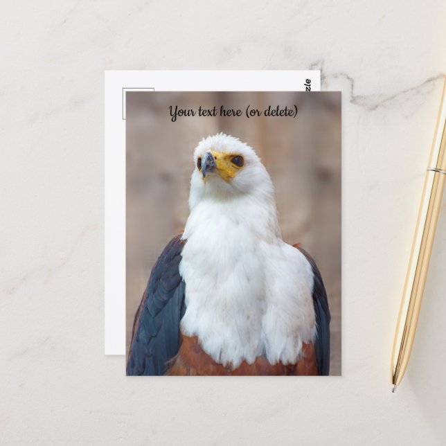 African Fish Eagle Postcard (Front/Back In Situ)