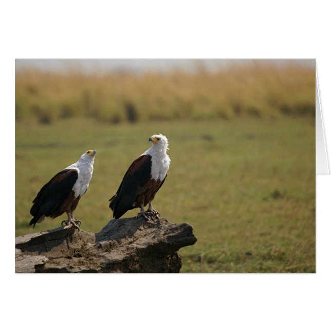 African Fish Eagles (Front Horizontal)