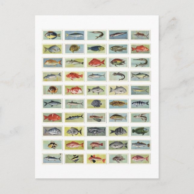 African Fish Postcard (Front)