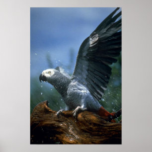 African gray parrot in hose shower poster