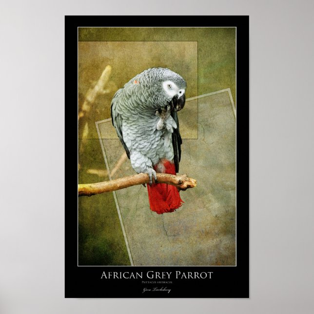 African Gray Parrot Poster (Front)