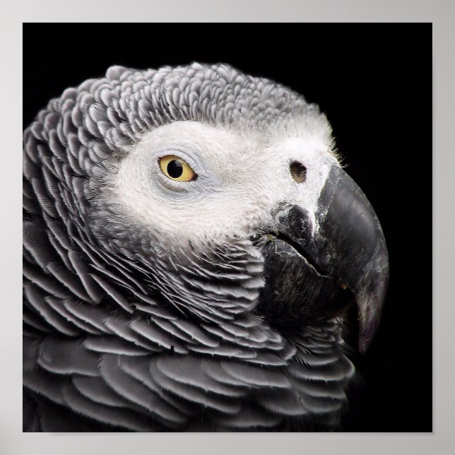 African Gray Parrot Poster (Front)