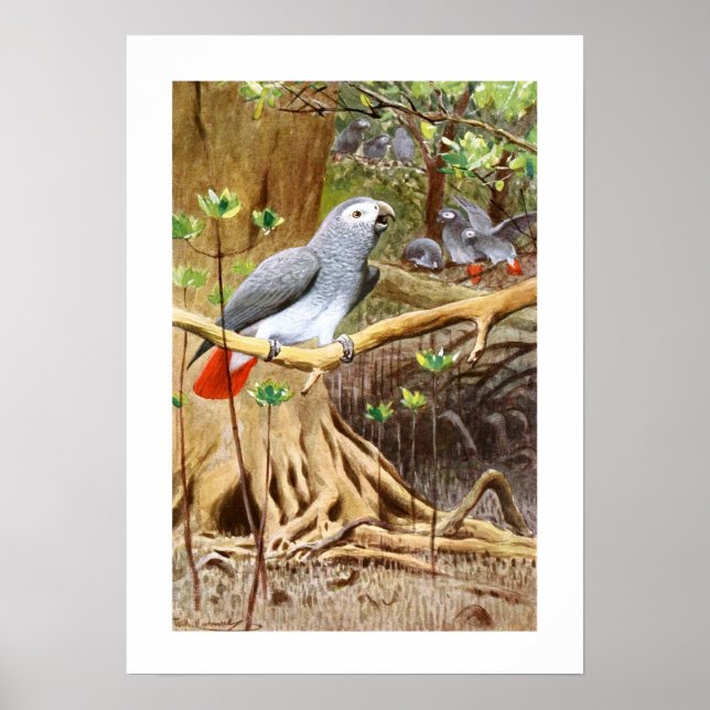 African Gray Parrot Poster (Front)