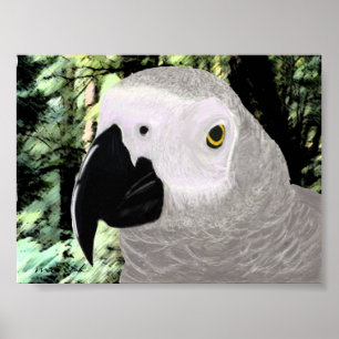 African Gray Poster