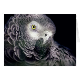 African grey