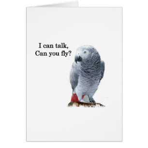 African Grey I can talk, can you fly?