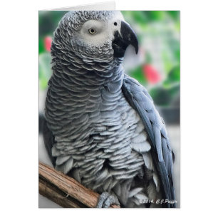 "African Grey Parrot"