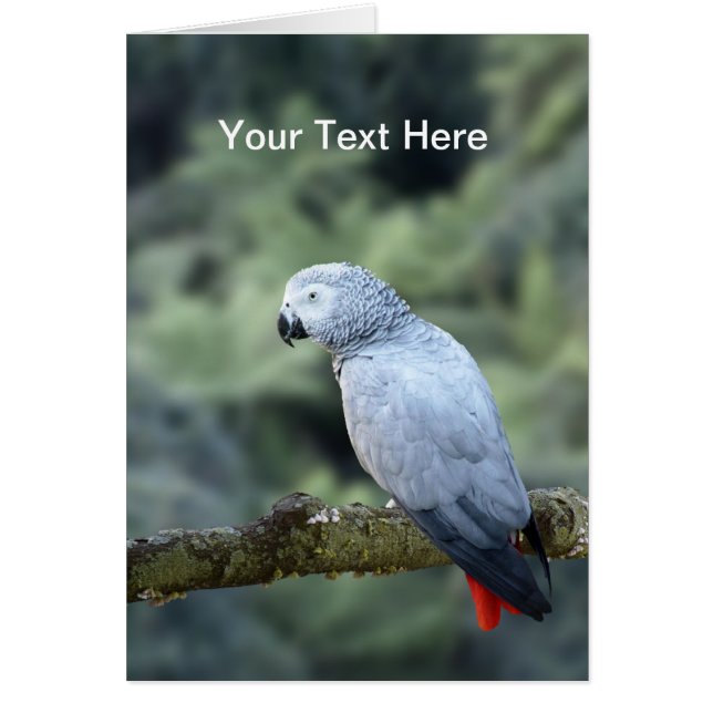 African Grey Parrot (Front)