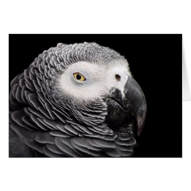 African Grey Parrot (Front Horizontal)