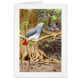 African Grey Parrot