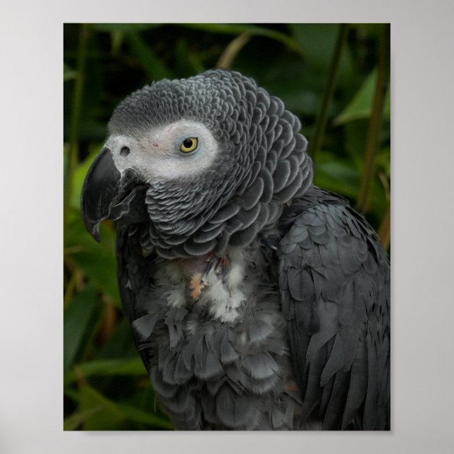 African Grey Parrot - Bird Photography Poster (Front)