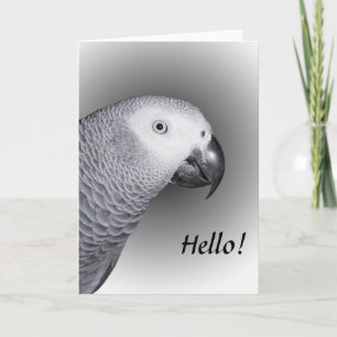 African Grey Parrot Card