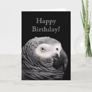 African Grey Parrot Card