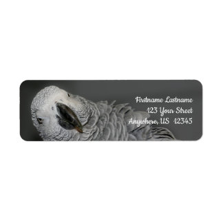 African Grey Parrot Cute Bird Address
