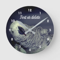African Grey Parrot Cute Bird Personalised