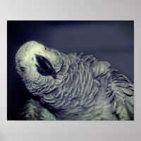 African Grey Parrot Cute Bird