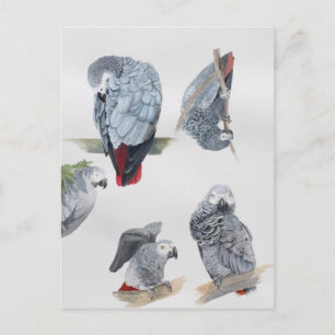 African Grey Parrot. Exclusive designed by Griff Postcard