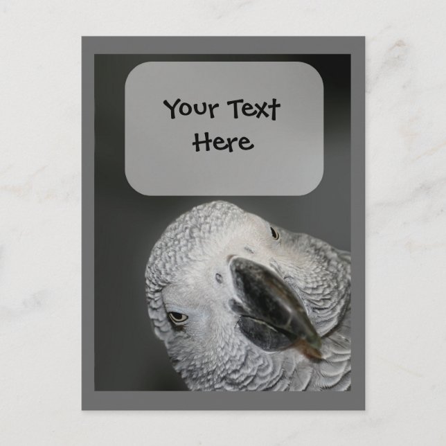 African Grey Parrot Face Animal Postcard (Front)