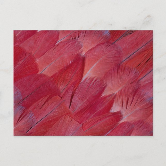 African Grey Parrot Feather Design Postcard (Front)