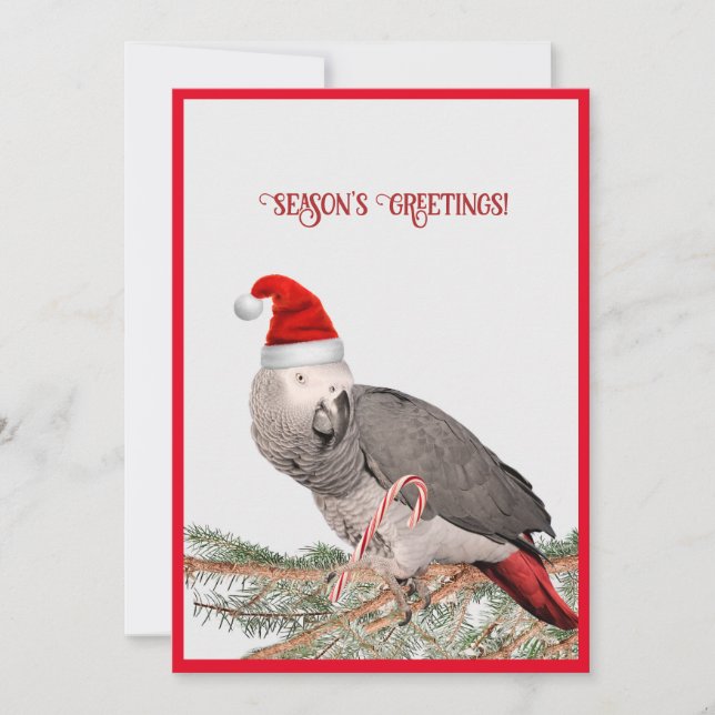African Grey Parrot Flat Holiday Card (Front)