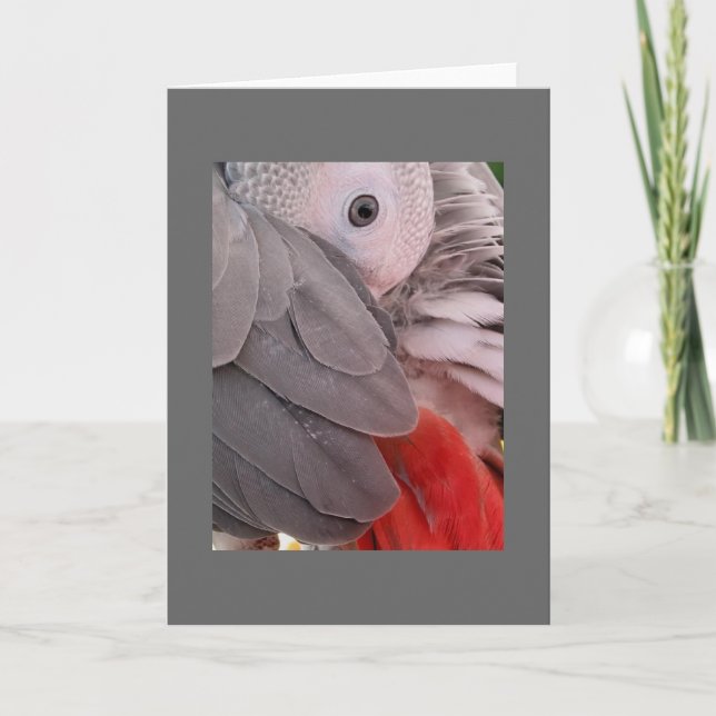 African Grey Parrot Greeting Card (Front)