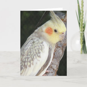 African Grey Parrot Greeting Card