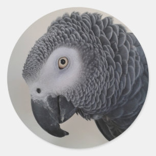 African Grey Parrot Head Stickers