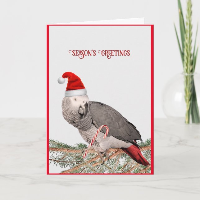 African Grey Parrot Holiday Card (Front)