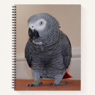 African Grey Parrot Journal