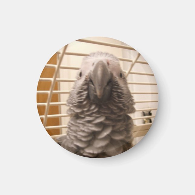 African Grey Parrot Magnet (Front)