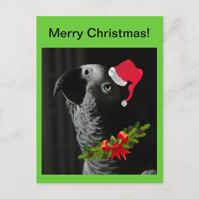 African Grey Parrot Merry Christmas! Postcard (Front)