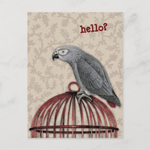 African Grey Parrot on Red Birdcage Postcard