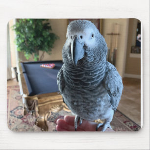 African Grey Parrot Pool table Mouse Pad