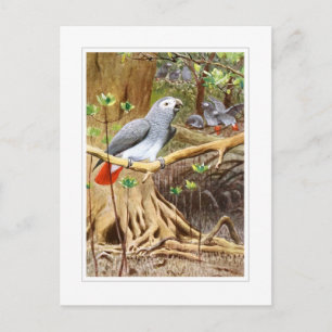 African Grey Parrot Postcard