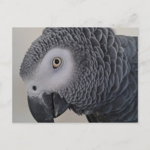 African Grey Parrot Postcard