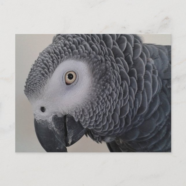 African Grey Parrot Postcard (Front)
