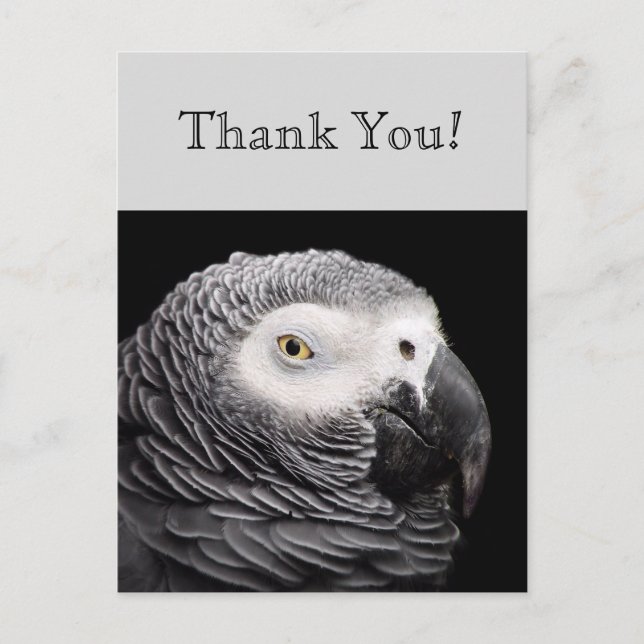 African Grey Parrot Postcard (Front)