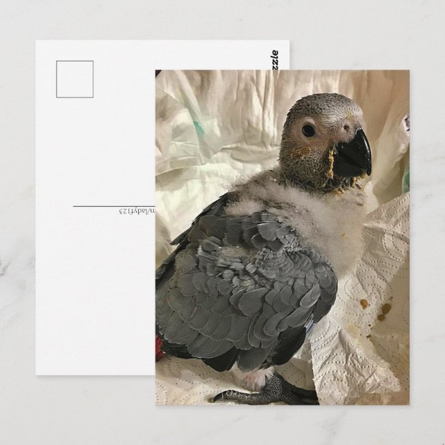 African grey parrot, Postcrossing Postcard (Front/Back)