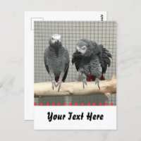 African Grey Parrot, Postcrossing