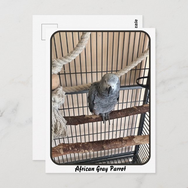 African Grey Parrot, Postcrossing Postcard (Front/Back)