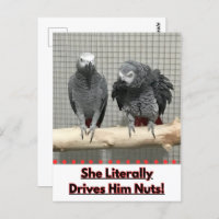 African Grey Parrot, Postcrossing