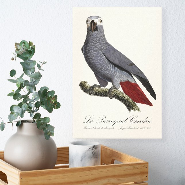 African grey parrot, Psittacus erithacus, vintage Canvas Print (Le Perroquet Cendre - 19th century illustration. Canvas Print )